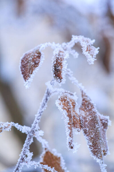 Beautiful white frost on autumn leaves on branch. Rime on plants at cold winter day.