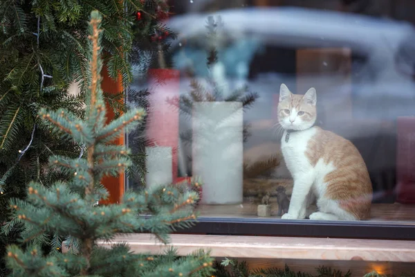 Gato Doméstico Sentado Vitrine Loja Pequenas Ideias Negócios Atraindo Compradores — Fotografia de Stock