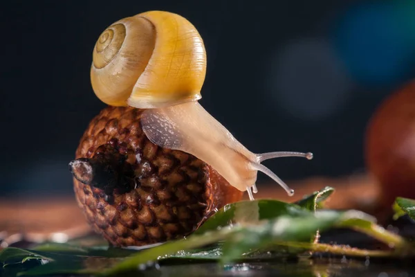 Pequeño Caracol Sobre Bellota Primer Plano —  Fotos de Stock