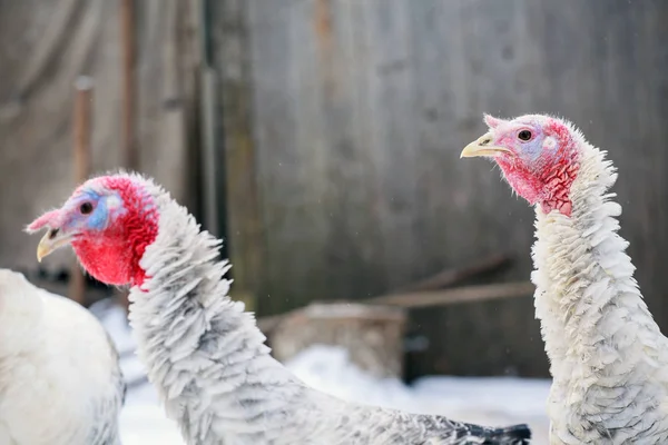 Turkey on a farm , breeding turkeys. White turkey portrait.