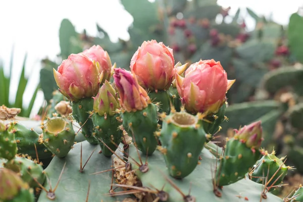 Pera Espinosa Floreciente Con Frutas Cactus Flores Primer Plano Aire —  Fotos de Stock