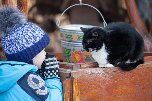 Black and white cat sitting on wooden well outdoors in the back yard. One sitting black white shorthair cat