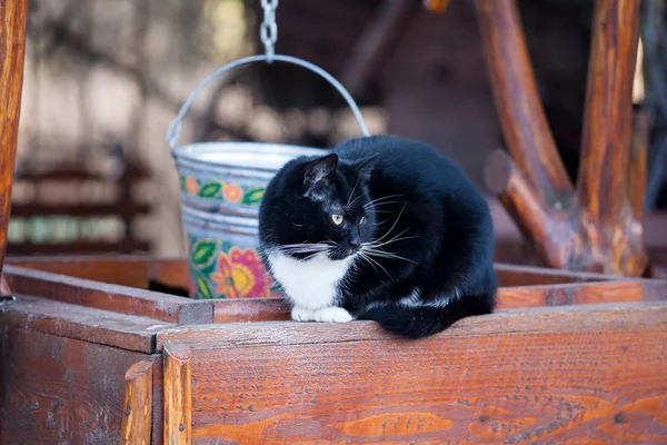 Black and white cat sitting on wooden well outdoors in the back yard. One sitting black white shorthair cat