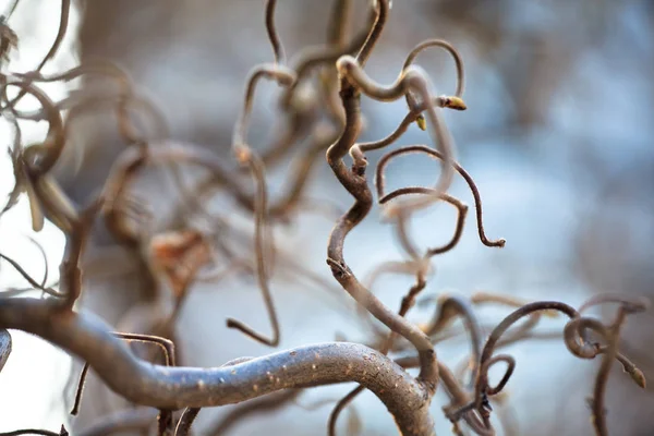 Ağaç dalları Corylus avellana, Bahar Contorta. Bükülmüş dalları. Ortak ela Contorta Botanik bahçesinde kış