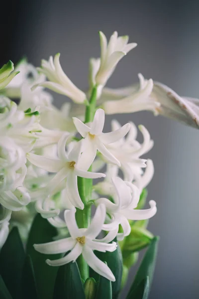 Jacinthes blanches en fleurs dans un panier blanc. Fleurs de printemps — Photo