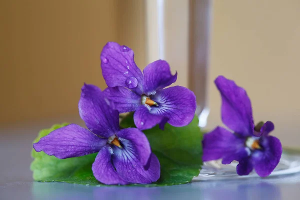 Цветы фиалок подходят вплотную. Viola odorata, Sweet Violet, English Violet . — стоковое фото