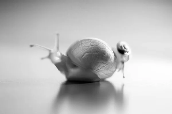 Un petit escargot chevauchant un gros escargot. Le gros escargot s'occupe du petit. . — Photo