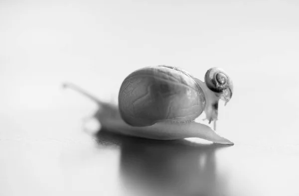 Un petit escargot chevauchant un gros escargot. Le gros escargot s'occupe du petit. . — Photo