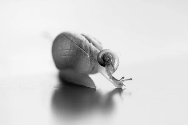 Pequeño caracol montando sobre un gran caracol. El caracol grande está cuidando al pequeño. . —  Fotos de Stock