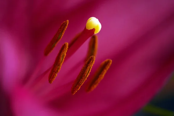 Grande Pistilo Estames Flor Lírio Florescendo Macro Fundo Natural Belas — Fotografia de Stock