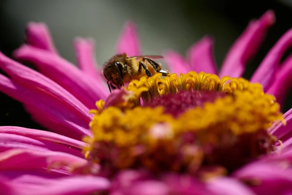 Close Bee Pink Flower Collects Nectar Macro Shot Bee Pollinating — Stock Photo, Image
