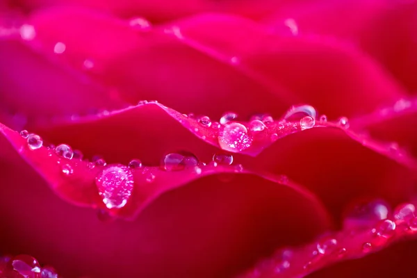 Rose covered in morning dew. Beautiful background of rose flower, macro. Wallpaper from the pattern of the opened bud of a red rose. Selective focus