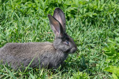 Papatyalar gri Bunny