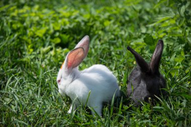 Yeşil çim üzerinde büyüleyici beyaz ve siyah tavşan