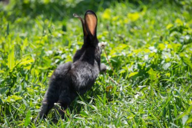 Papatyalar gri Bunny