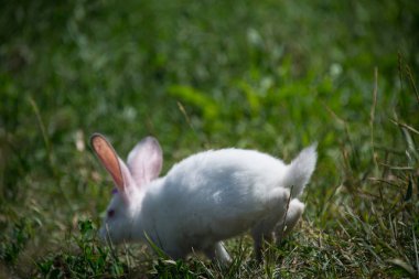 yeşil çim üzerinde büyüleyici beyaz tavşan
