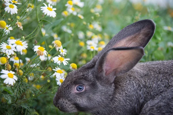 Grijze Bunny Madeliefjes — Stockfoto