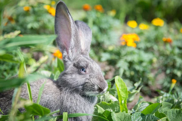 Graues Kaninchen Zwischen Schönen Blumen — Stockfoto