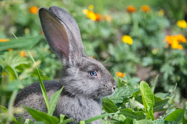 Graues Kaninchen Zwischen Schönen Blumen — Stockfoto