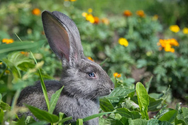 Graues Kaninchen Auf Dem Hintergrund Schöner Blumen — Stockfoto