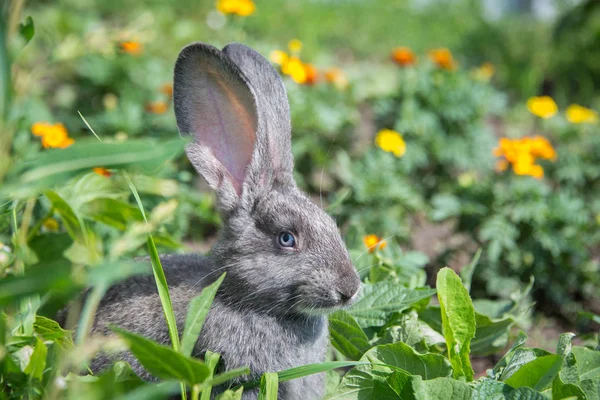美丽的花间灰兔 — 图库照片