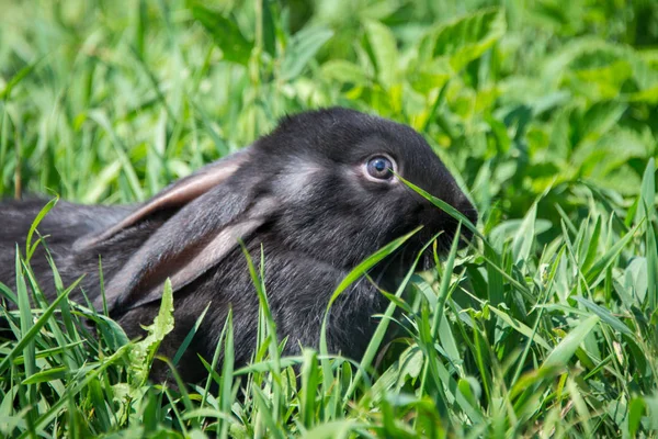 新鲜的绿草上迷人的黑兔 — 图库照片