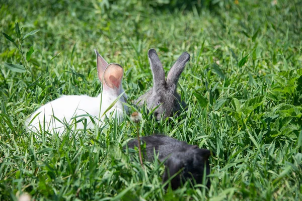 绿草地上的白色 灰色和黑色兔子 — 图库照片