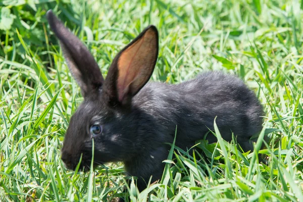 Charming Black Rabbit Fresh Green Grass — Stock Photo, Image