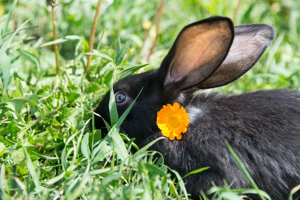 Conejo Negro Con Flor Amarilla —  Fotos de Stock