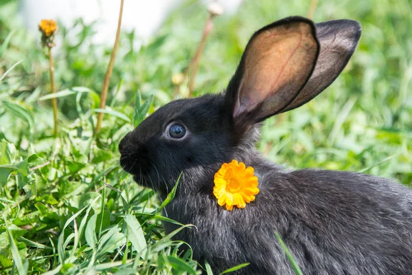 Schwarzes Kaninchen Mit Gelber Blume — Stockfoto