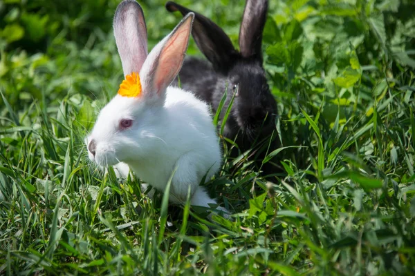 绿草地上迷人的白色和黑色兔子 — 图库照片