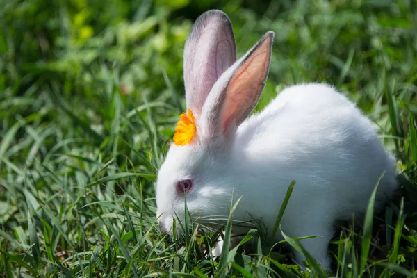 Lapin Gris Dans Les Marguerites — Photo