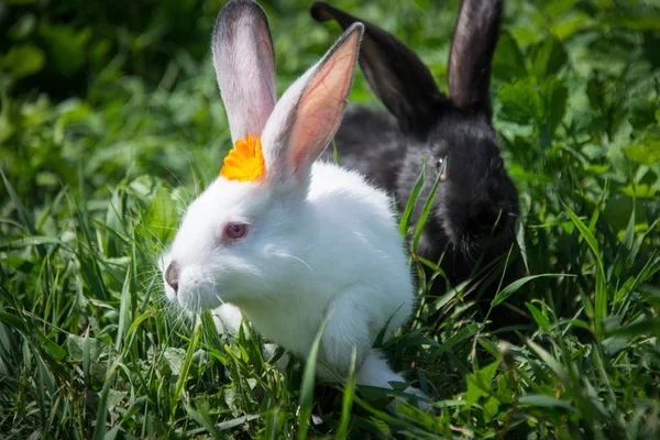 Charmante Weiße Und Schwarze Kaninchen Auf Grünem Gras — Stockfoto