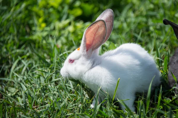 雏菊中的灰色兔子 — 图库照片