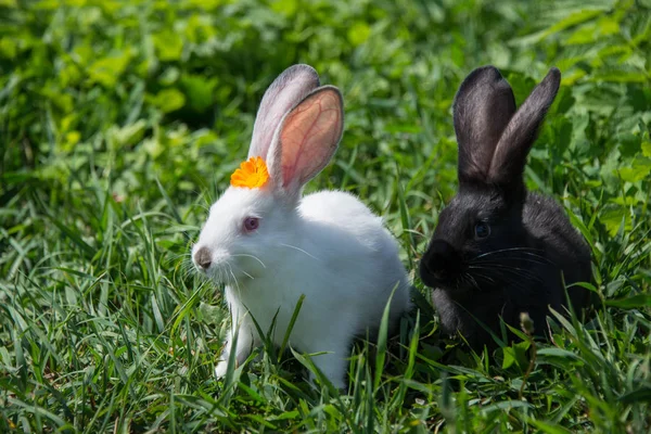Encantadores Conejos Blancos Negros Sobre Hierba Verde —  Fotos de Stock