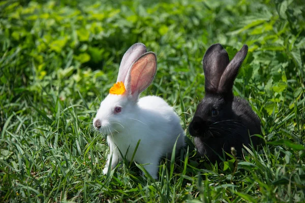 绿草地上迷人的白色和黑色兔子 — 图库照片