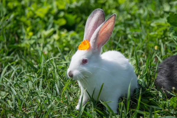 Affascinante Coniglio Bianco Con Fiore Giallo Testa — Foto Stock