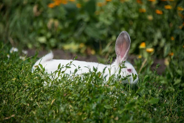 Прекрасный Белый Кролик Зеленой Траве — стоковое фото