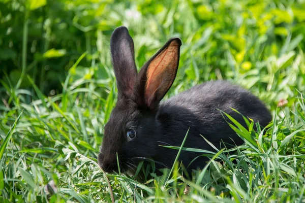 Grauer Hase Den Gänseblümchen — Stockfoto