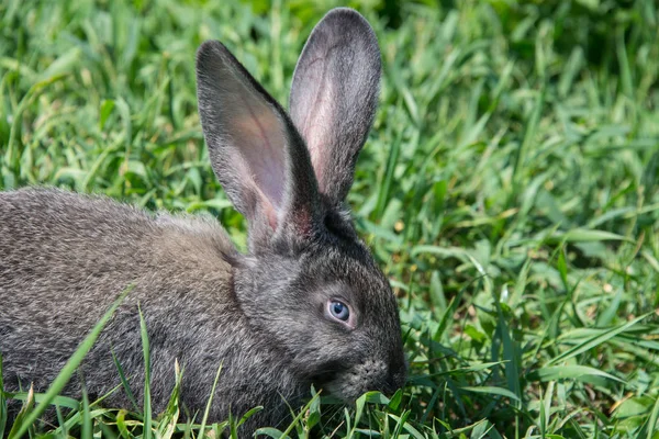 Серый Кролик Маргаритках — стоковое фото