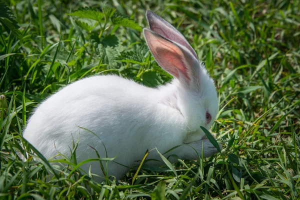 Encantador Conejo Blanco Sobre Hierba Verde —  Fotos de Stock