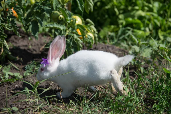 Charming White Rabbit Green Grass — Stock Photo, Image