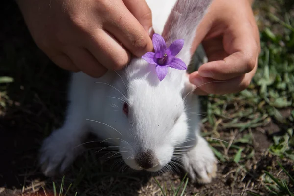 Charmant Lapin Blanc Avec Une Fleur Violette Sur Tête — Photo