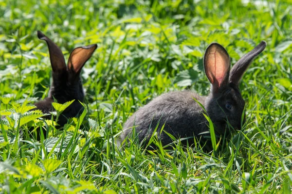 Grey Bunny Daisies — Stock Photo, Image