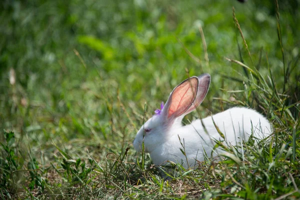绿草地上迷人的白兔 — 图库照片