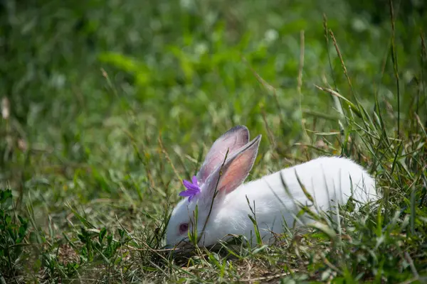 Mignon Lapin Blanc Avec Une Fleur Violette Dans Tête — Photo