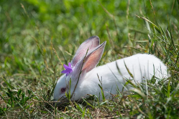 Affascinante Coniglio Bianco Erba Verde — Foto Stock