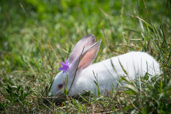 Charmant Wit Konijn Groen Gras — Stockfoto