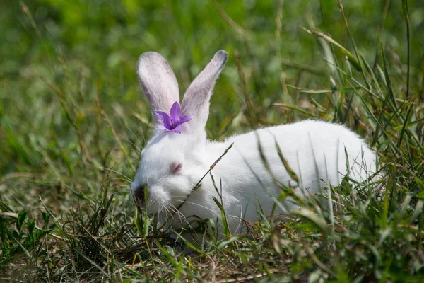 可爱的白兔 头上有紫色的花 — 图库照片