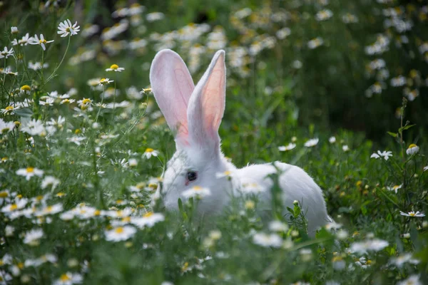 Grauer Hase Den Gänseblümchen — Stockfoto